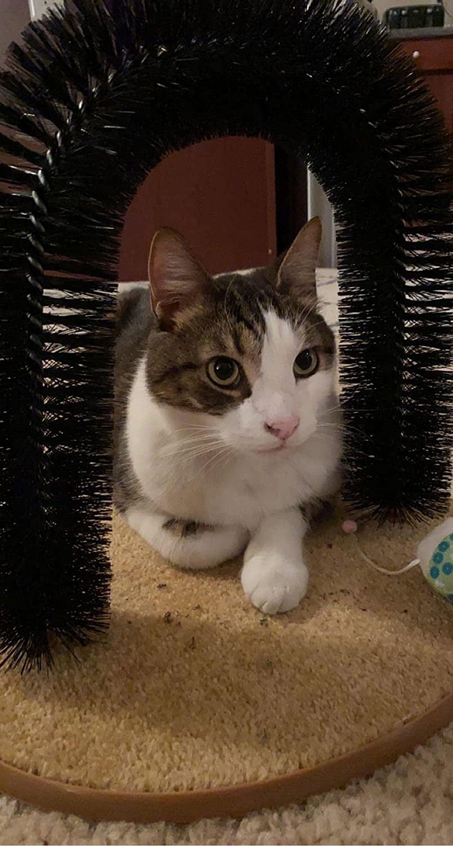 Interactive Cat Grooming and Scratching Set with Catnip and Self-Grooming Arch